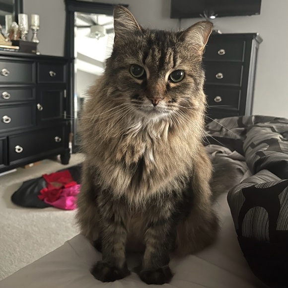 ‘Royal Embellished’ Peep Toe Pumps - Picture 13 of 13